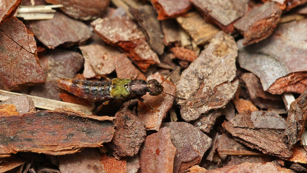 Abemus chloropterus