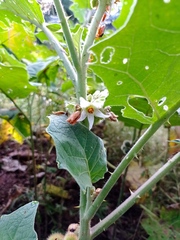 Solanum hirtum