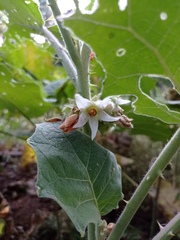 Solanum hirtum