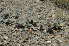 Oxytropis brachycarpa