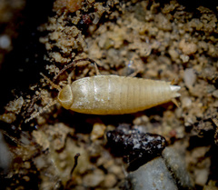 Proatelurina pseudolepisma