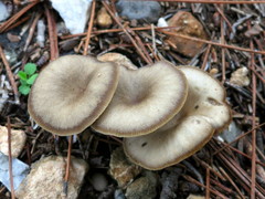 Clitocybe vibecina