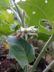 Solanum hirtum