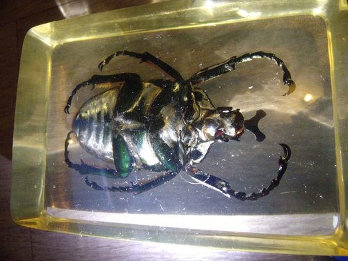 シラフオオツノハナムグリ (Goliathus orientalis) · iNaturalist