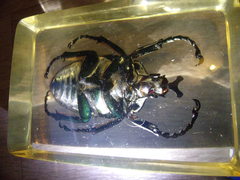 Goliathus orientalis