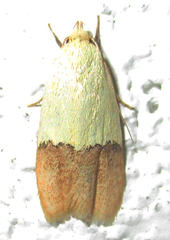 Odites natalensis