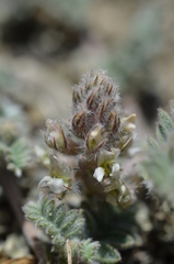 Oxytropis brachycarpa