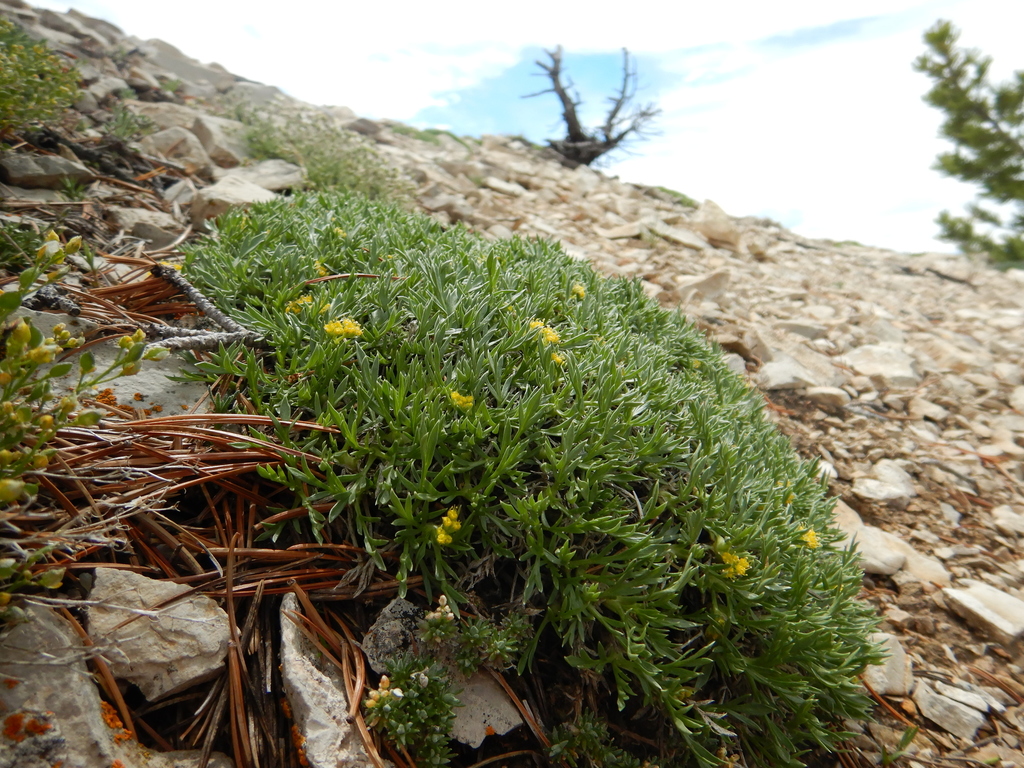 Shoshonea pulvinata; photograph (c) Matt Lavin, some rights reserved (CC BY)
