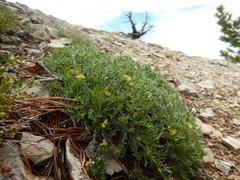 Shoshonea pulvinata