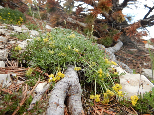 Shoshonea pulvinata, photograph 5