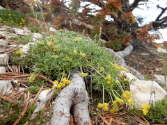 Shoshonea pulvinata
