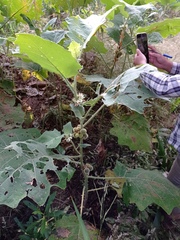 Solanum hirtum