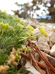 Shoshonea pulvinata