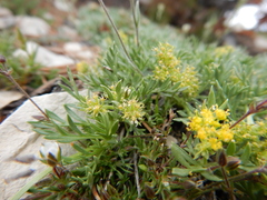 Shoshonea pulvinata