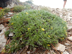 Shoshonea pulvinata