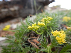 Shoshonea pulvinata