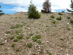 Shoshonea pulvinata