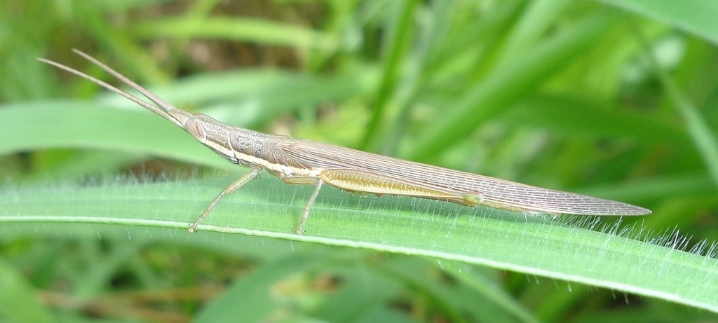 Xenismacris