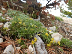 Shoshonea pulvinata