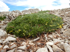 Shoshonea pulvinata