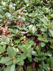 Ceanothus prostratus