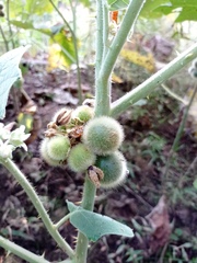 Solanum hirtum