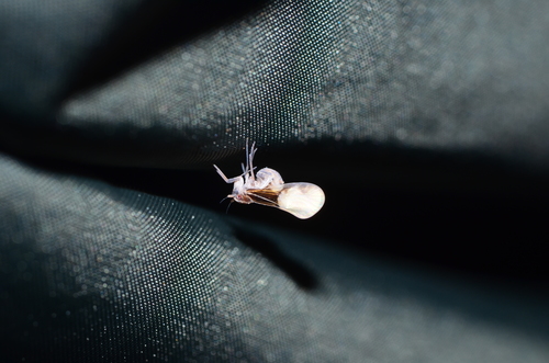 Bennarella bicoloripennis, 2020-10-07