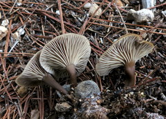 Clitocybe vibecina