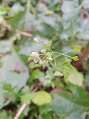 Capsella bursa-pastoris