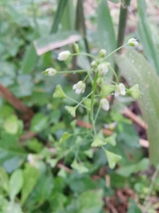 Capsella bursa-pastoris