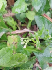 Capsella bursa-pastoris