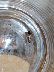 Forficula auricularia