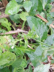 Capsella bursa-pastoris