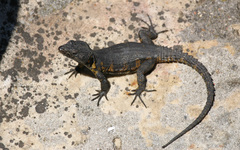 Pseudocordylus microlepidotus