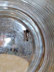 Forficula auricularia