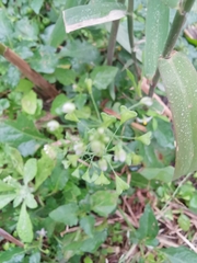 Capsella bursa-pastoris