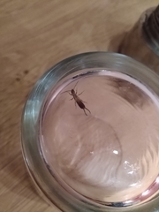 Forficula auricularia