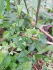 Capsella bursa-pastoris