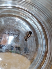 Forficula auricularia