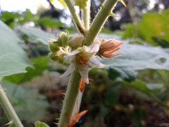 Solanum hirtum