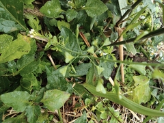 Capsella bursa-pastoris