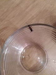 Forficula auricularia