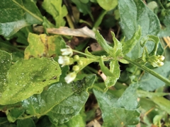 Capsella bursa-pastoris