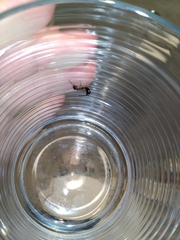 Forficula auricularia