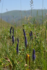 Veronica porphyriana