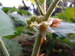 Solanum hirtum