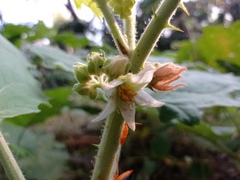 Solanum hirtum