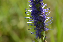 Veronica porphyriana