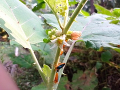 Solanum hirtum