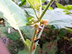 Solanum hirtum